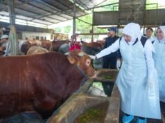 東爪哇省政府正在宰牲節之前部署動物衛生檢查員小組。