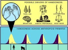 為什麼幾乎每個人都是右利手?科學家終於解開了這個謎團,他們說答案可能在於我們如何學會走路