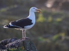 由於濱鳥在現代世界中掙扎求存,英國的海鷗數量下降。