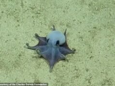 發現紅墨水!這種宏偉的藍色章魚是在加拉巴哥群島海岸附近發現的,它小到可以放在手掌裡。