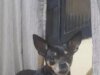 Pinscher Florzinha 在大坎普失蹤;有幫助!