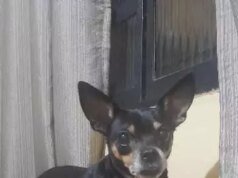 Pinscher Florzinha 在大坎普失蹤;有幫助!