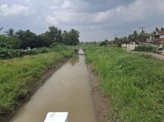 Sekampung Lampung 灌溉區的 URSIP 介入面積達 36,197 公頃
