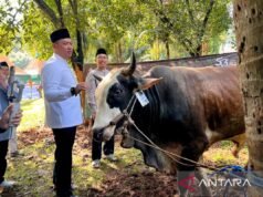 農業部和香港貿易投資局為 1447 年古爾邦節分發了 49 隻祭祀動物