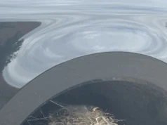 一隻鳥延誤了卡車運往美國的時間! – 來自沙烏地阿拉伯的新聞