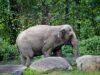 動物權利中心案件中的布朗克斯動物園大象 Happy 去世,享年 55 歲
