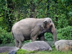 動物權利中心案件中的布朗克斯動物園大象 Happy 去世,享年 55 歲