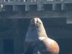「以食物為動力」的海獅 Chonkers 抵達舊金山