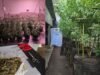 圖庫曼拆除非法大麻溫室