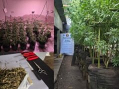 圖庫曼拆除非法大麻溫室