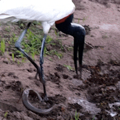 6a08cbc752341.gif