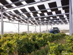 農業和太陽能電池板正在尋求合而為一
