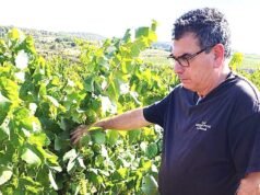 約翰龐斯 (John Pons),卡瓦法定產區 (DO Cava) 第五任主席候選人,葡萄種植者和生產商