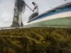 入侵植物威脅哥倫比亞最大沿海濕地的生計