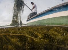 入侵植物威脅哥倫比亞最大沿海濕地的生計