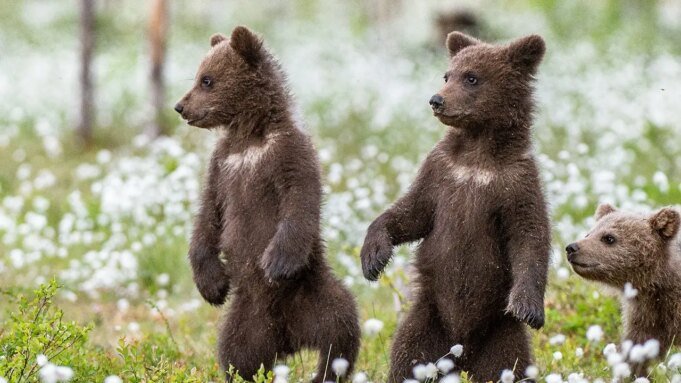 Bear_Cubs.jpeg