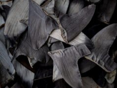 中國割取魚翅可能導緻美國對海鮮實施制裁