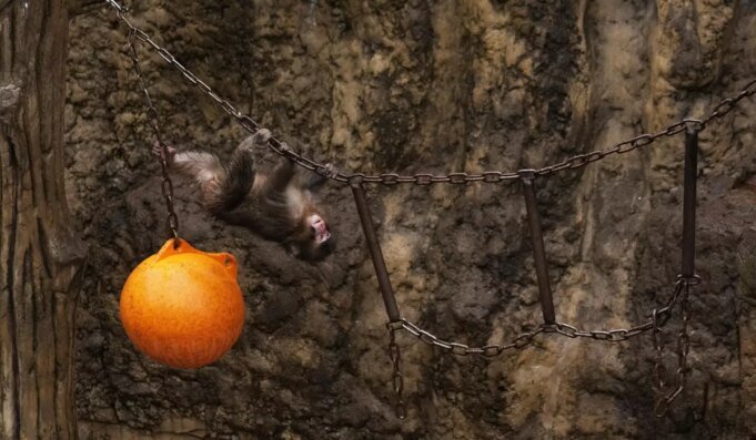 Japan_Baby_Monkey_32787_c0-208-5000-3124_s1200x700.jpg