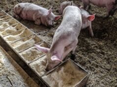 生豬週二面臨疲軟|納斯達克