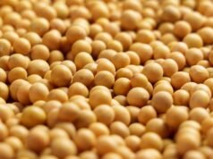 大豆將調整推至中午