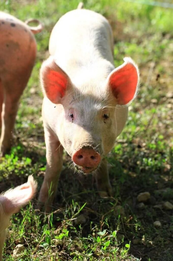 Pink2520pig2520in2520pasture2520by2520DESPIERRES2520via2520Pixabay.jpg