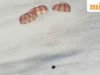 阿耳忒彌斯二號啟動畫面:獵戶座的隔熱罩出了什麼問題? NASA 是如何做到這一點的?