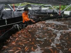 KKP:進軍歐美,吳郭魚成為出口新支柱
