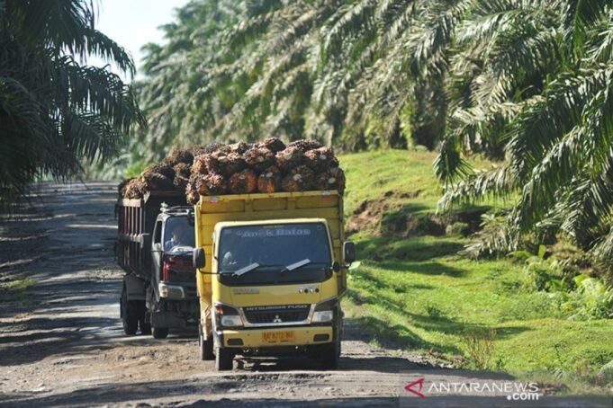 antarafoto-penurunan-harga-minyak-kelapa-sawit-010218-ief-3.jpg