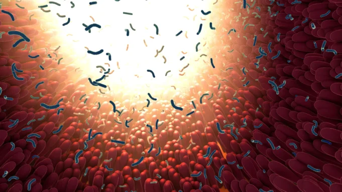 bacteria-intestinal-microbiome-in-digestive-tract.webp