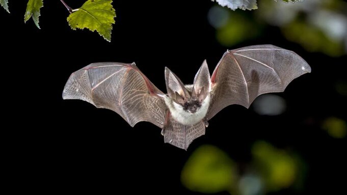 bat-flying.jpg