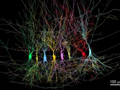 科學家發現,大腦一開始並不是空的,而是滿的