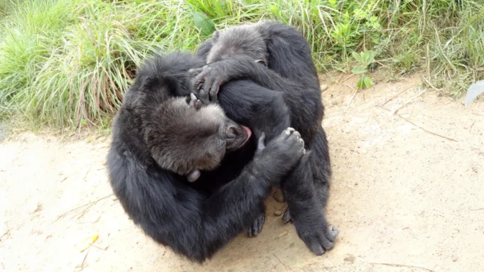 chimpanzees-grooming.webp