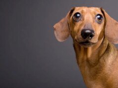 龐克搖滾臘腸犬是個騙子。雪人杯與熔岩 經典科幻恐怖電影《異形》只是一個警世故事嗎?