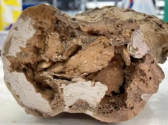 在 6,600 萬年前的恐龍骨骼中發現有機分子,震驚了古生物學