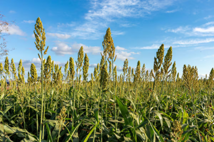 el-sorgo-fue-incluido-en-la-baja-gradual-de-las-JCH7LRSQUFFIXMYSRSTWO4YTGE.png