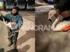 西部地區驚喜:他們在公車上發現火烈鳥,不得不營救