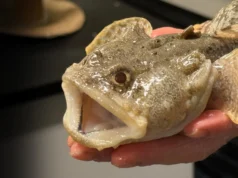 海洋的健康可能取決於魚體內的微小微生物