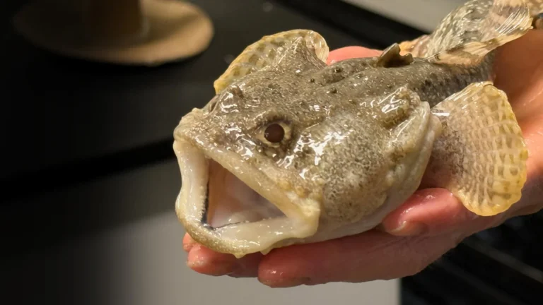 海洋的健康可能取決於魚體內的微小微生物
