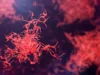危險的阿米巴原蟲正在全球蔓延,科學家發出警報