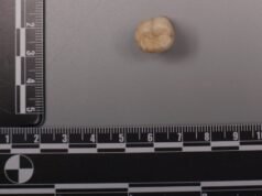 直立人牙齒中的蛋白質顯示丹尼索瓦人給了我們一些他們的 DNA
