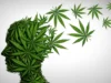 65 歲以後吸大麻安全嗎?史丹佛大學專家揭示老年人應了解的 5 種風險