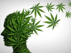 65 歲以後吸大麻安全嗎?史丹佛大學專家揭示老年人應了解的 5 種風險