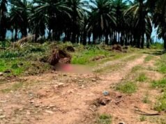宏都拉斯大屠殺:非洲棕櫚樹慘遭攻擊,至少14人死亡