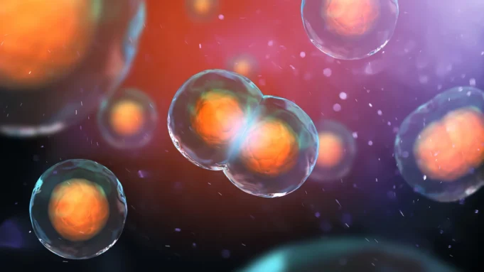 mitosis-cell-division.webp