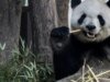 一對來自中國的大熊貓即將被關在亞特蘭大國家動物園