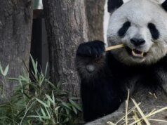 一對來自中國的大熊貓即將被關在亞特蘭大國家動物園