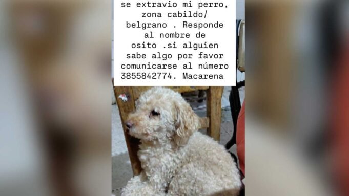 perrito-perdido-553587-234716.jpg