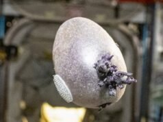 「火星人」成為現實生活:來認識太空馬鈴薯「Spudnik」