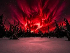 在古樹中發現800年前致命的「紅色天空」太陽風暴