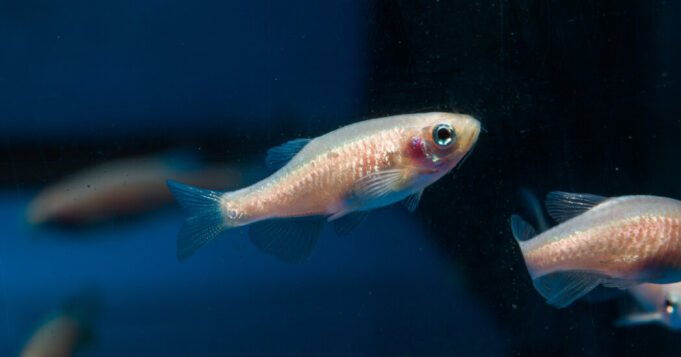 sci-tb-fishsleep-01-pcfb-facebookJumbo.jpg